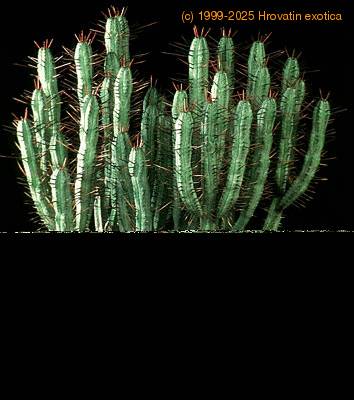 Euphorbia enopla 1254