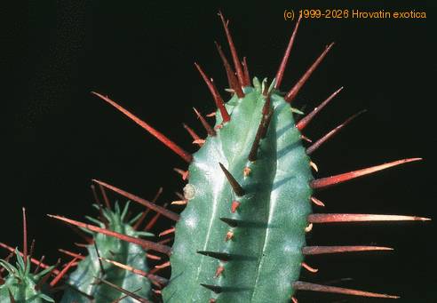 Euphorbia enopla-6