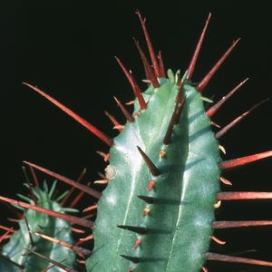 Euphorbia enopla