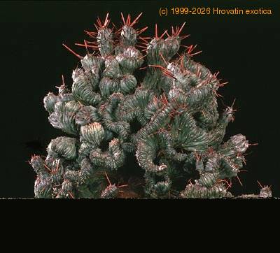 Euphorbia enopla cristata 1331