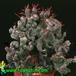 Euphorbia enopla cristata 1331