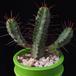 Euphorbia enopla MOP