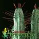 Euphorbia enopla thorn 1256
