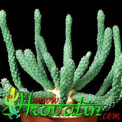 Euphorbia esculenta
