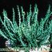 Euphorbia flanaganii 1033