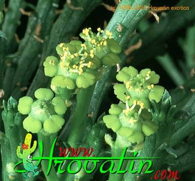 Euphorbia flanaganii closeup 1126