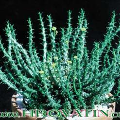 Euphorbia flanaganii