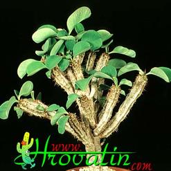 Euphorbia guillauminiana