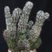 Euphorbia horrida 1