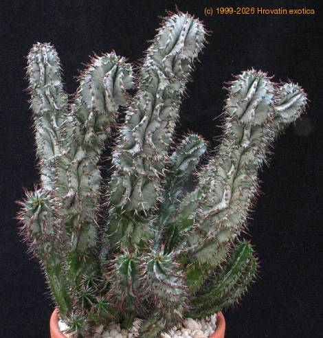 Euphorbia horrida 1