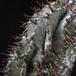 Euphorbia horrida 2