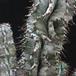 Euphorbia horrida 3