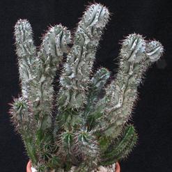 Euphorbia horrida