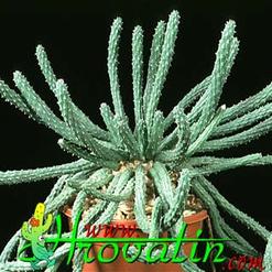 Euphorbia inermis