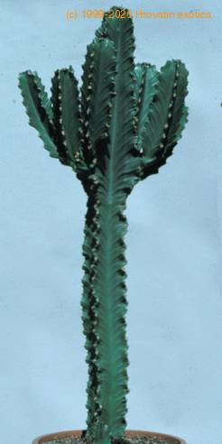 Euphorbia ingens-1040