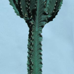 Euphorbia ingens