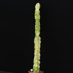 Euphorbia ingens variegata