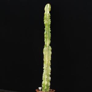 Euphorbia ingens variegata