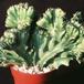 Euphorbia lactea 14