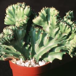 Euphorbia lactea