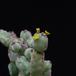 Euphorbia leach-1