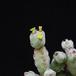 Euphorbia leach-2