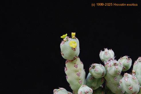 Euphorbia leach-2
