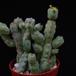 Euphorbia leach
