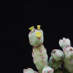 Euphorbia leach