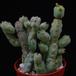 Euphorbia leach SIb