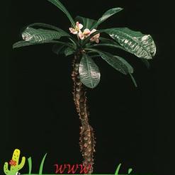 Euphorbia lophogona
