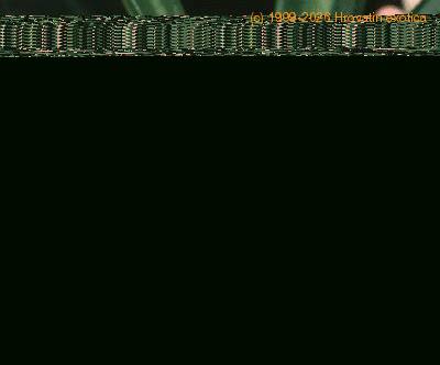 Euphorbia lophogona flower 1291