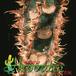 Euphorbia lophogona thorn 1292