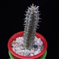 Euphorbia mammillaris