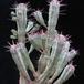 Euphorbia mammillaris f. variegata