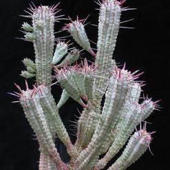 Euphorbia mammillaris f. variegata