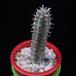 Euphorbia mammillaris MOP