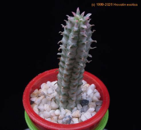 Euphorbia mammillaris MOP