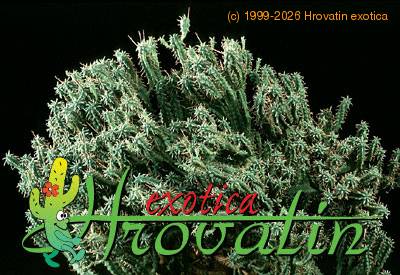 Euphorbia mammillaris v minima 1245