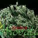 Euphorbia mammillaris v minima 1245