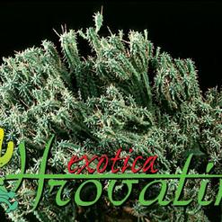 Euphorbia mammillaris v. minima