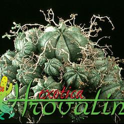 Euphorbia meloformis