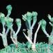 Euphorbia meloformis flower 1026