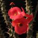 Euphorbia milii 2