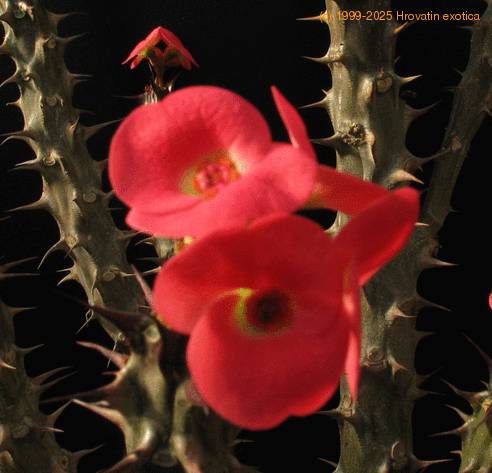 Euphorbia milii 2