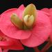 Euphorbia milii 3