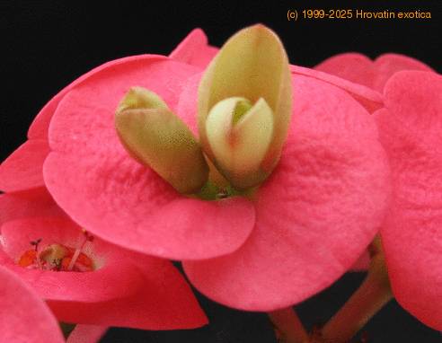 Euphorbia milii 3