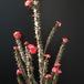 Euphorbia milii 5