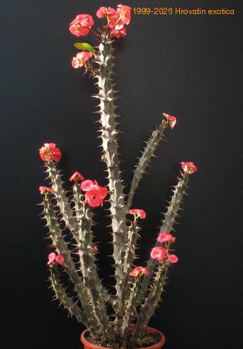 Euphorbia milii 5