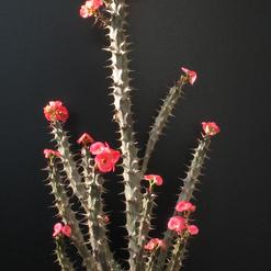 Euphorbia milii